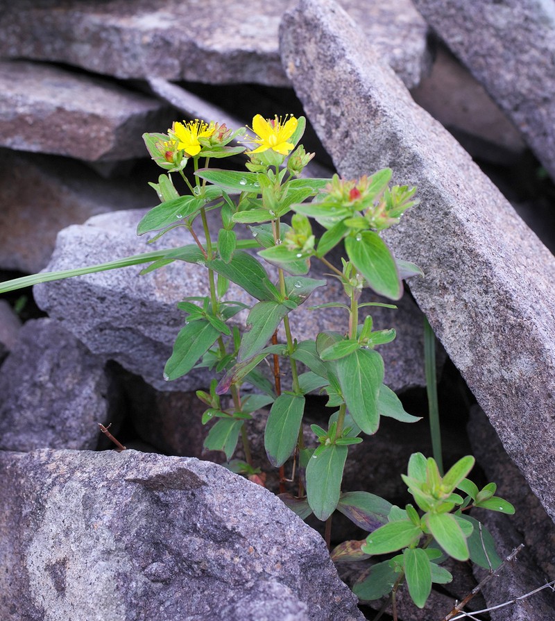 Hypericum nikkoense