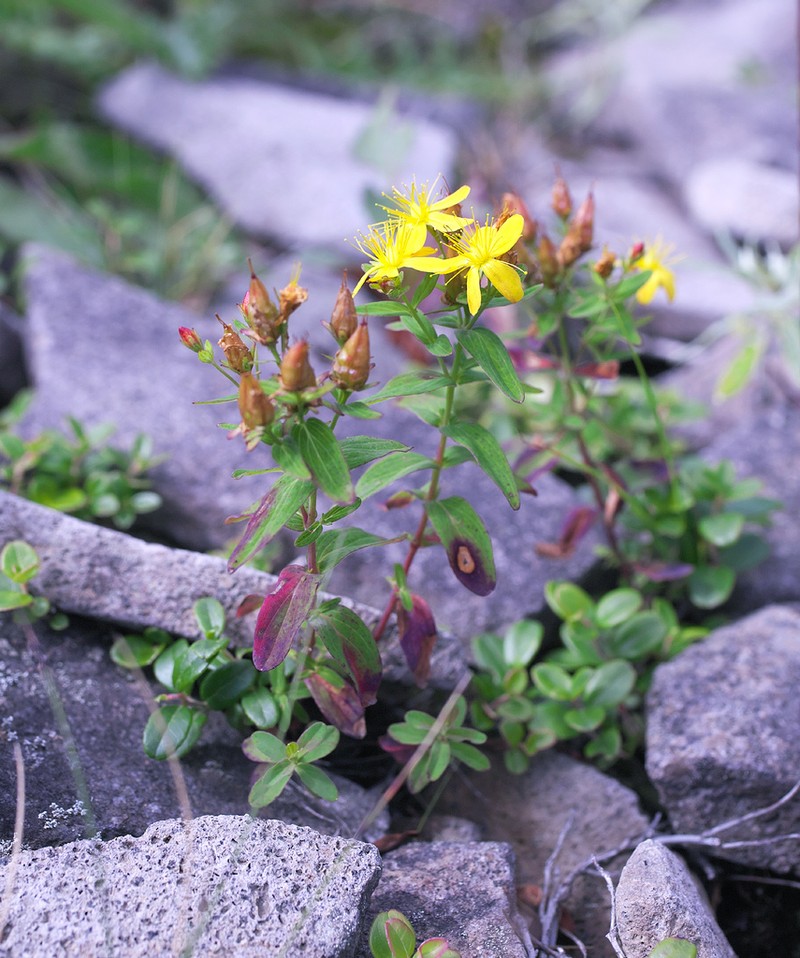 Hypericum nikkoense photo 2