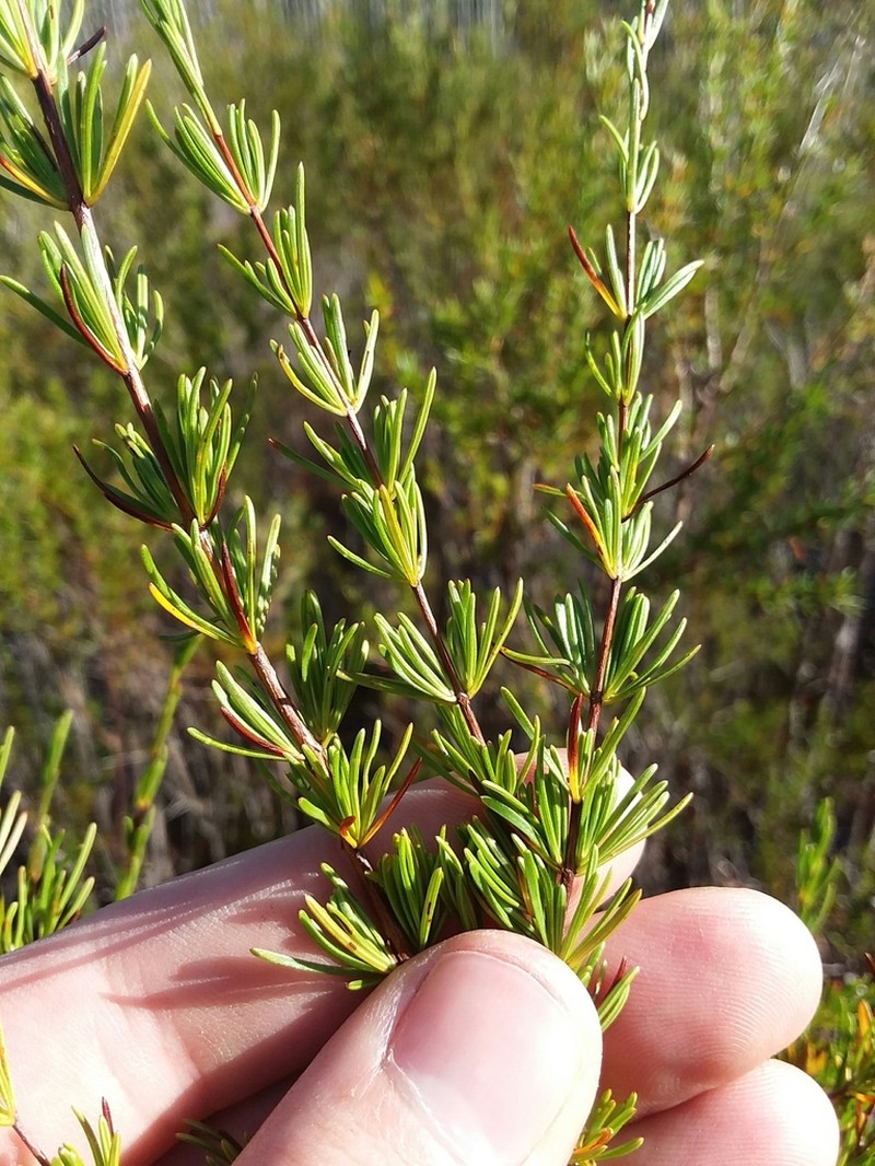 Carolina St. Johnswort