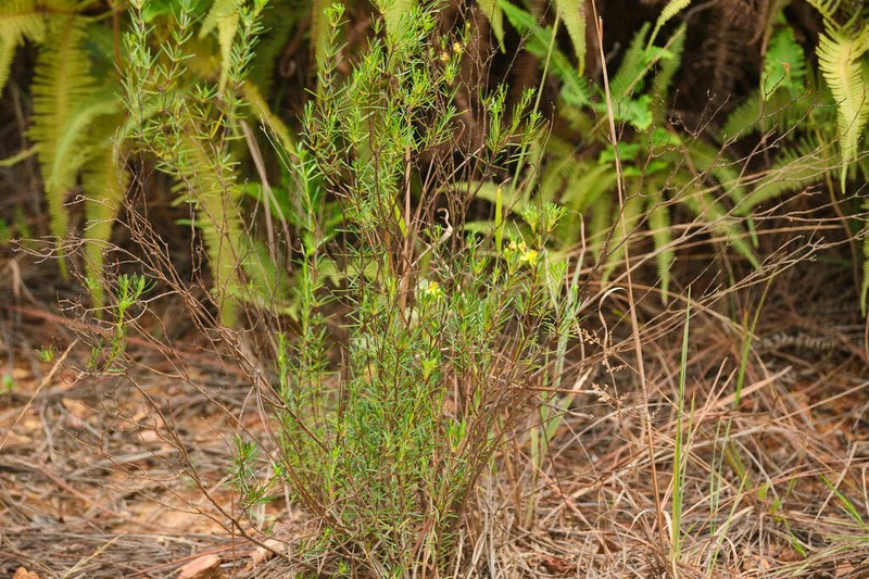 Carolina St. Johnswort photo 2