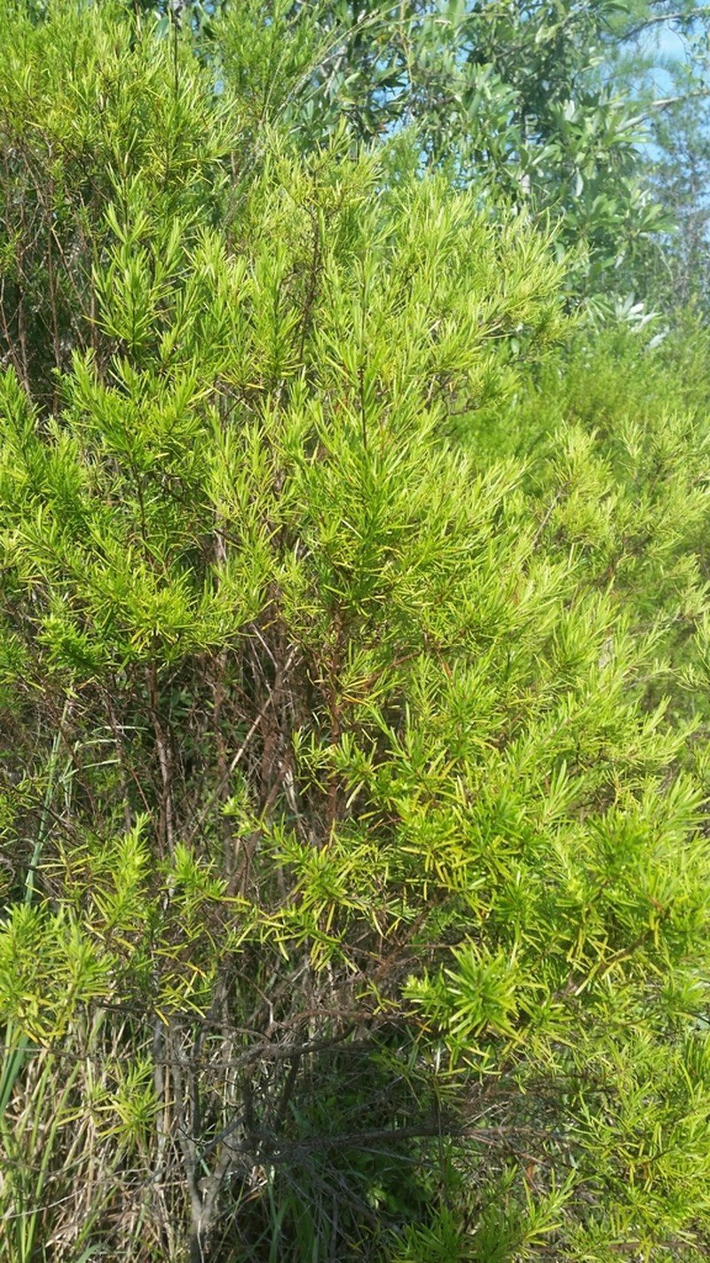 Carolina St. Johnswort photo 3