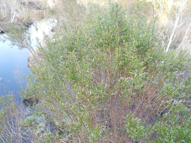 Carolina St. Johnswort photo 4