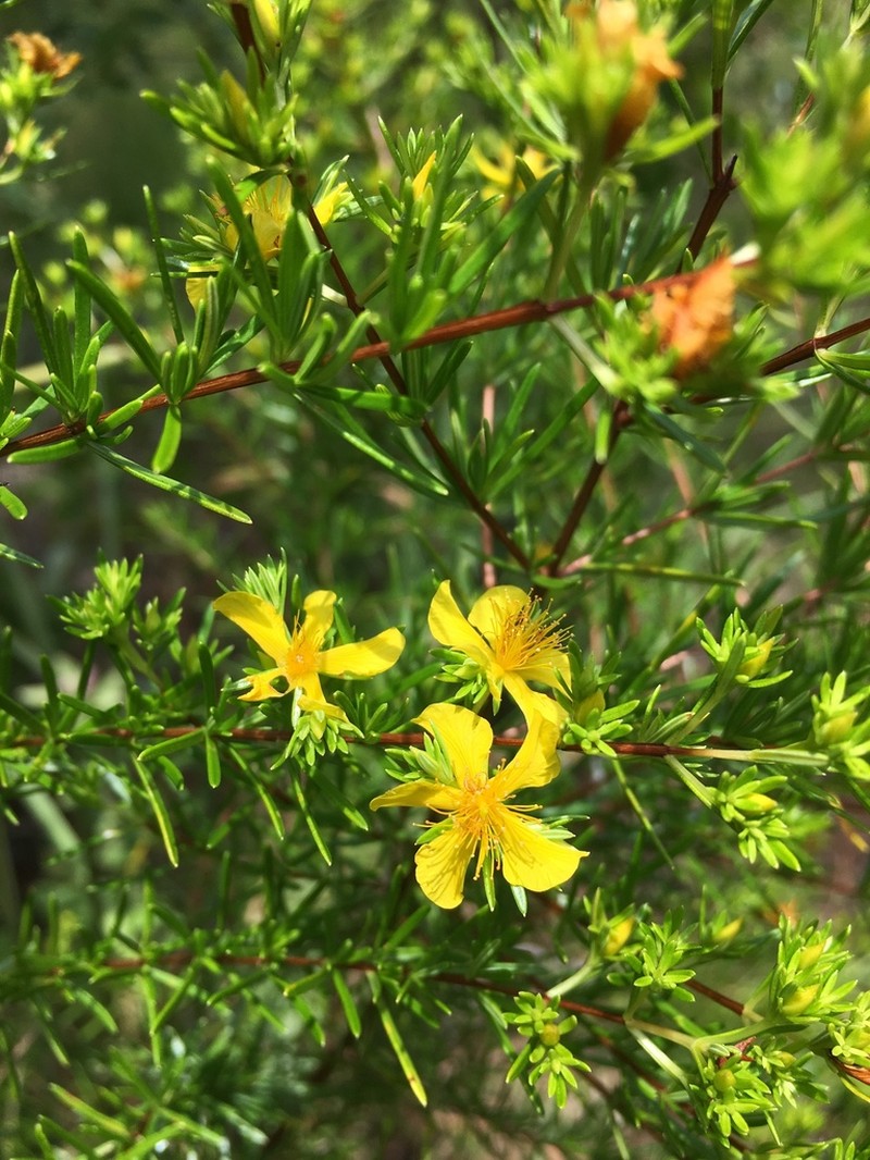 Carolina St. Johnswort photo 5