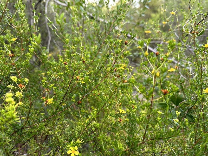 Carolina St. Johnswort photo 6