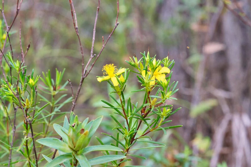 Carolina St. Johnswort photo 7