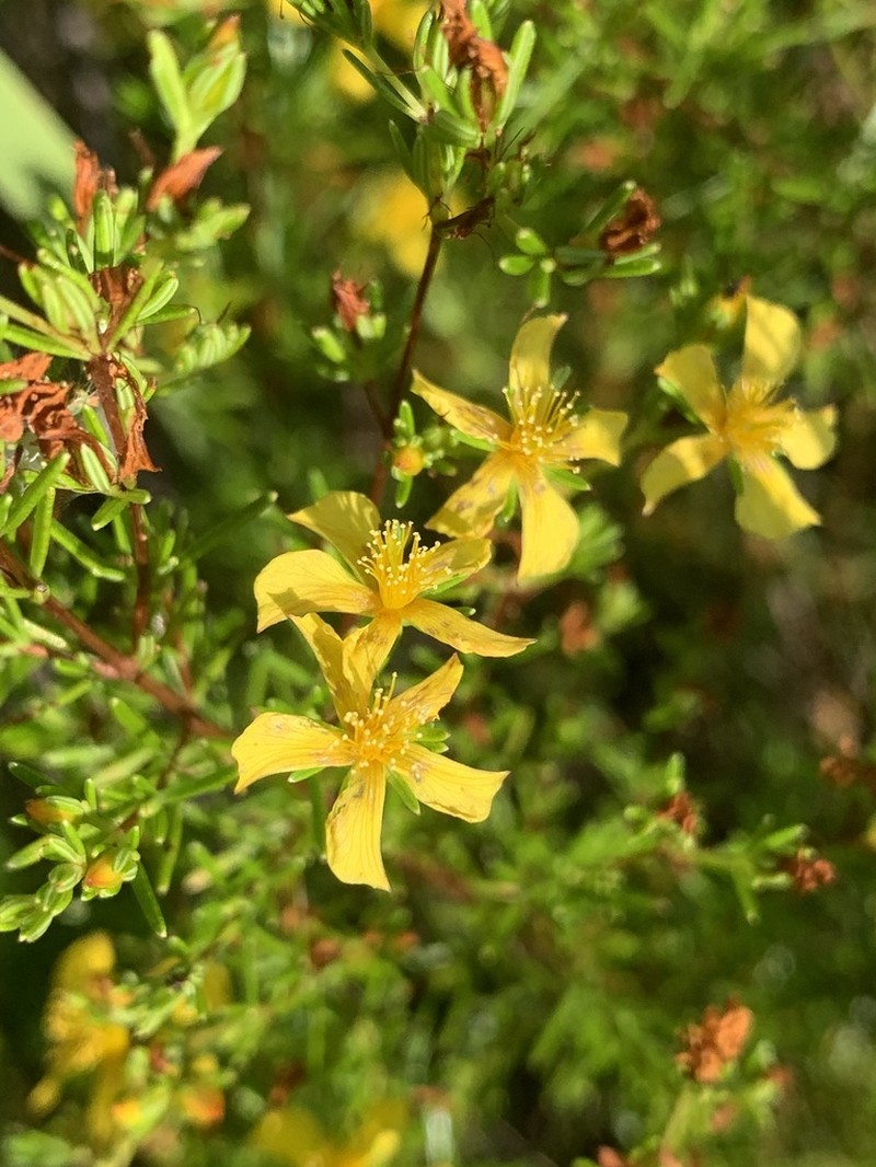 Carolina St. Johnswort photo 8