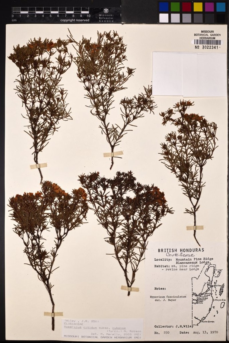Hypericum nitidum subsp. cubense
