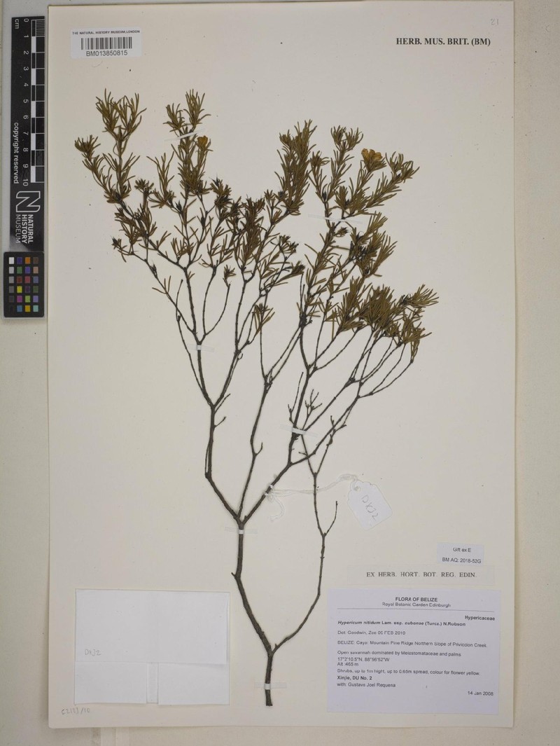 Hypericum nitidum subsp. cubense photo 2
