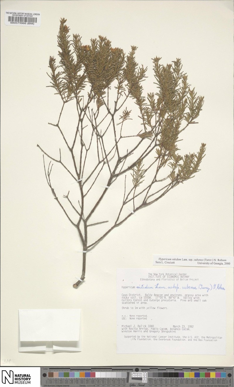 Hypericum nitidum subsp. cubense photo 3