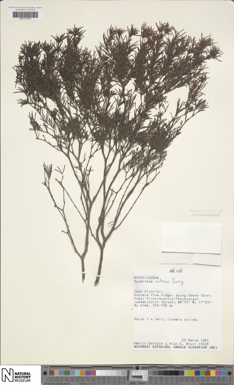 Hypericum nitidum subsp. cubense photo 4