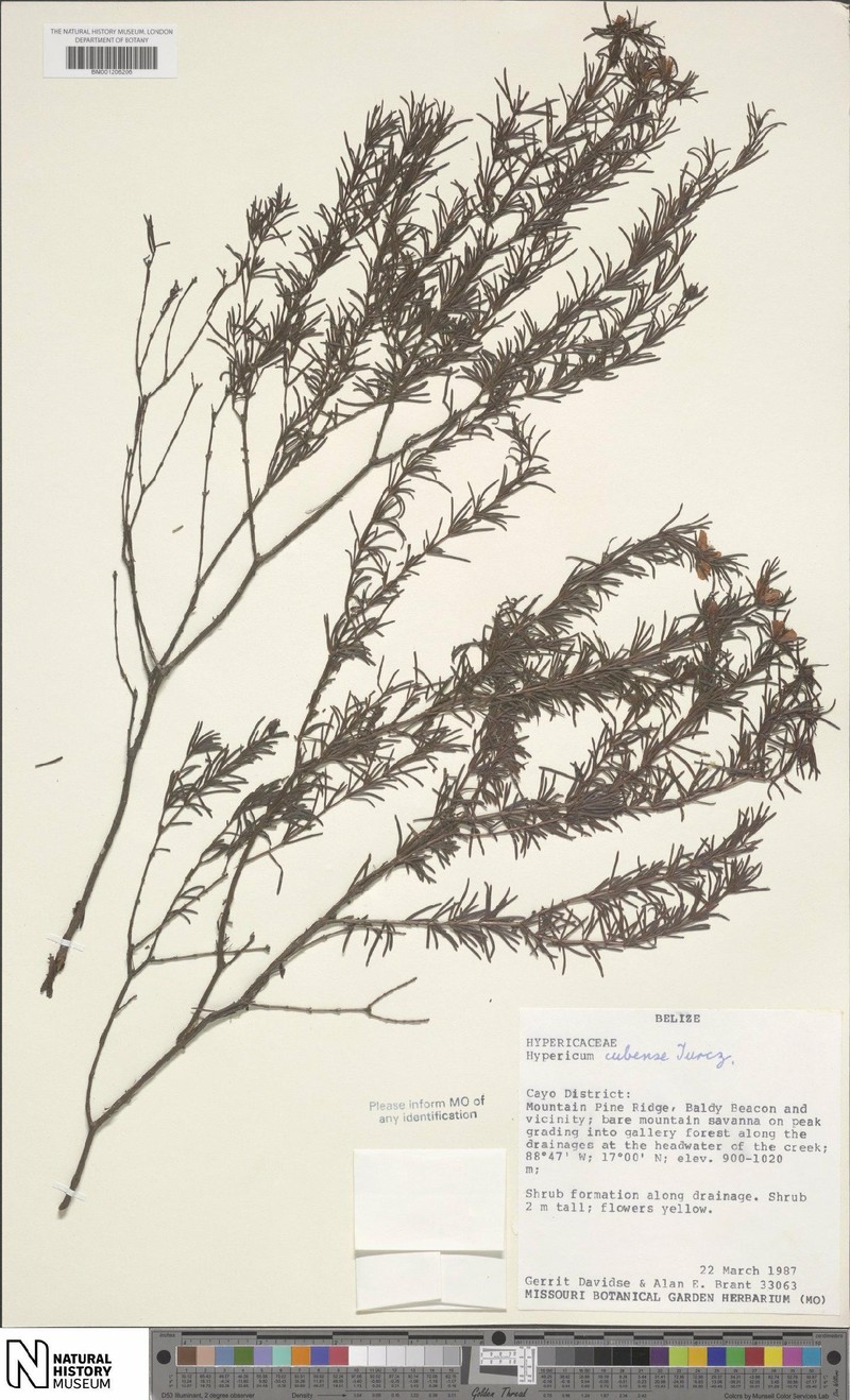 Hypericum nitidum subsp. cubense photo 5