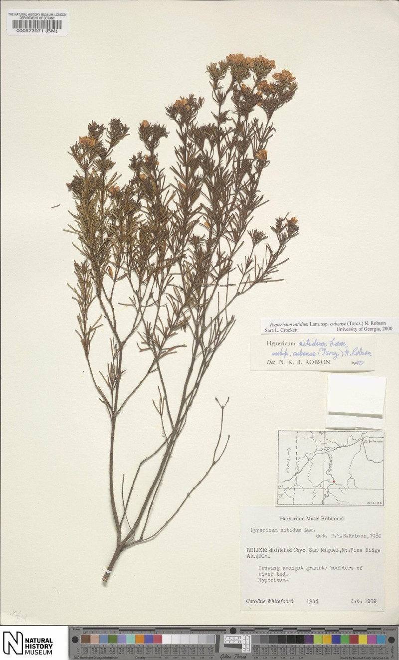 Hypericum nitidum subsp. cubense photo 6