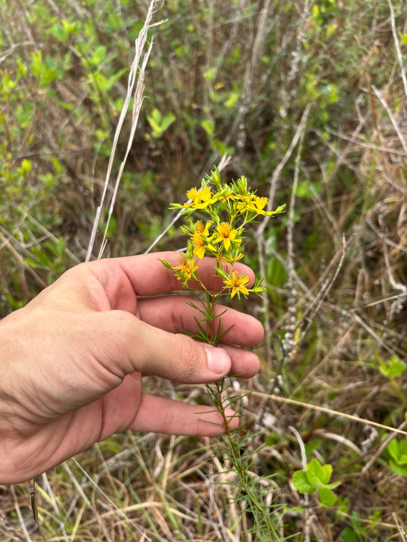 Florida Sands St. Johnswort