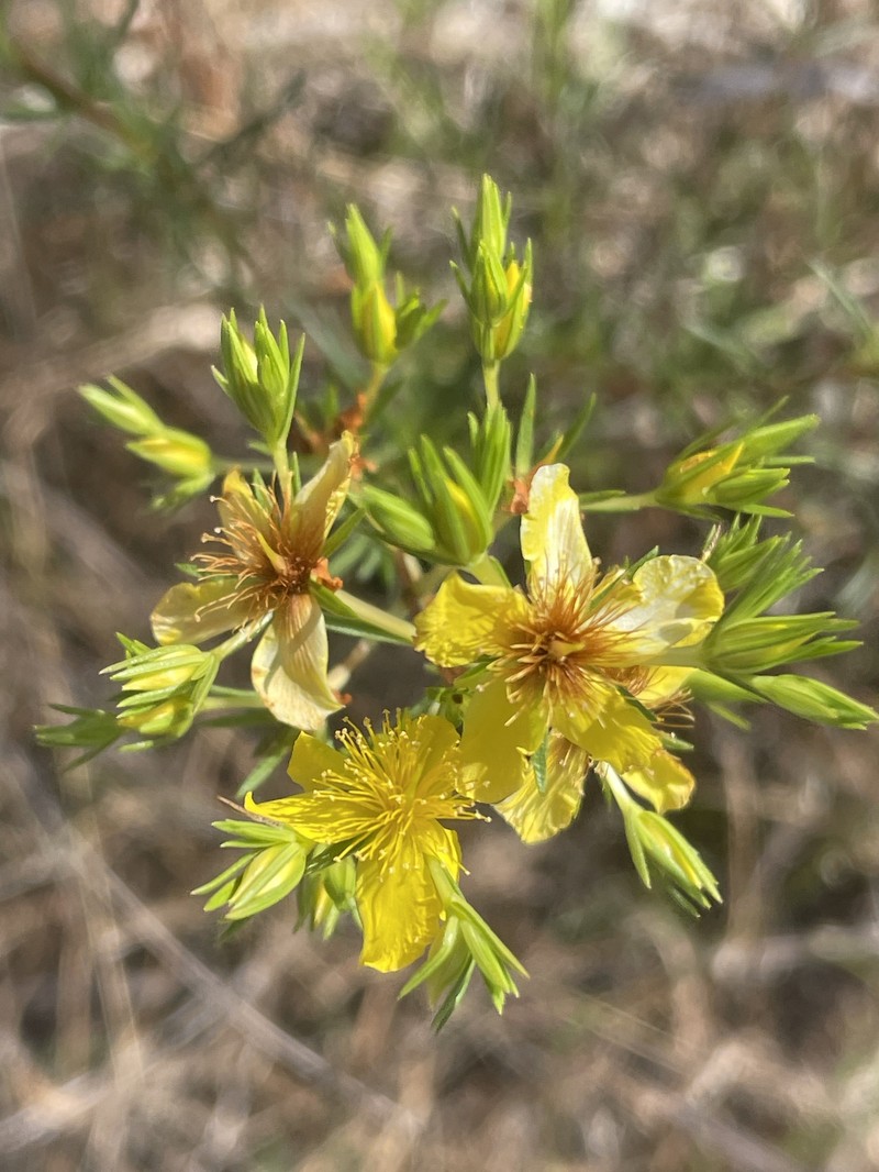 Florida Sands St. Johnswort photo 2