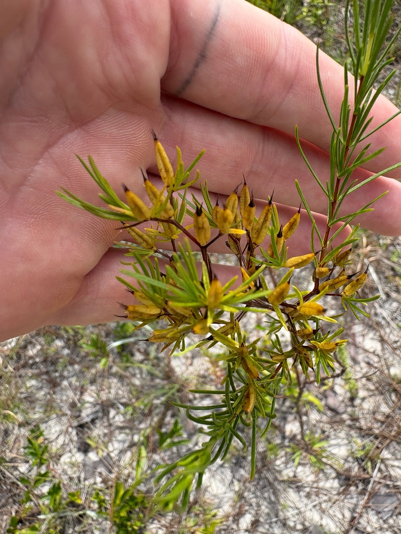 Florida Sands St. Johnswort photo 3