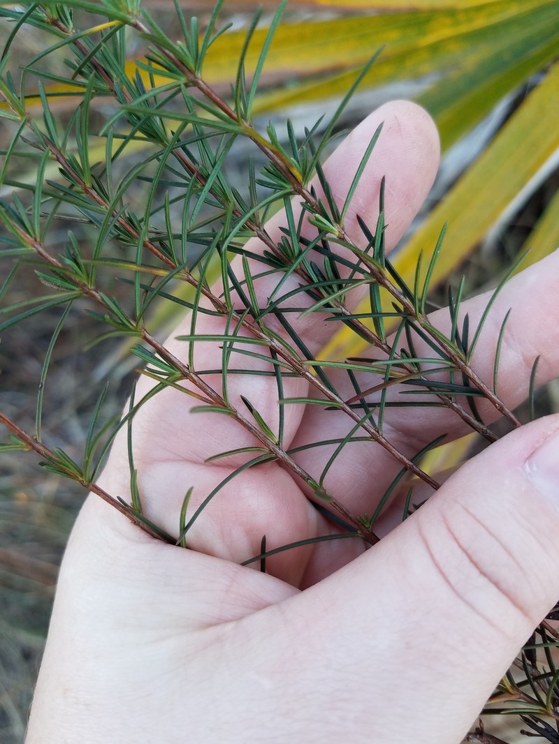 Florida Sands St. Johnswort photo 4