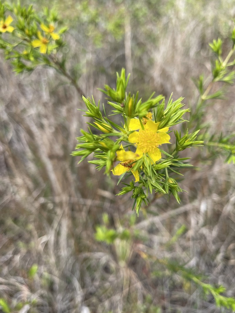 Florida Sands St. Johnswort photo 5