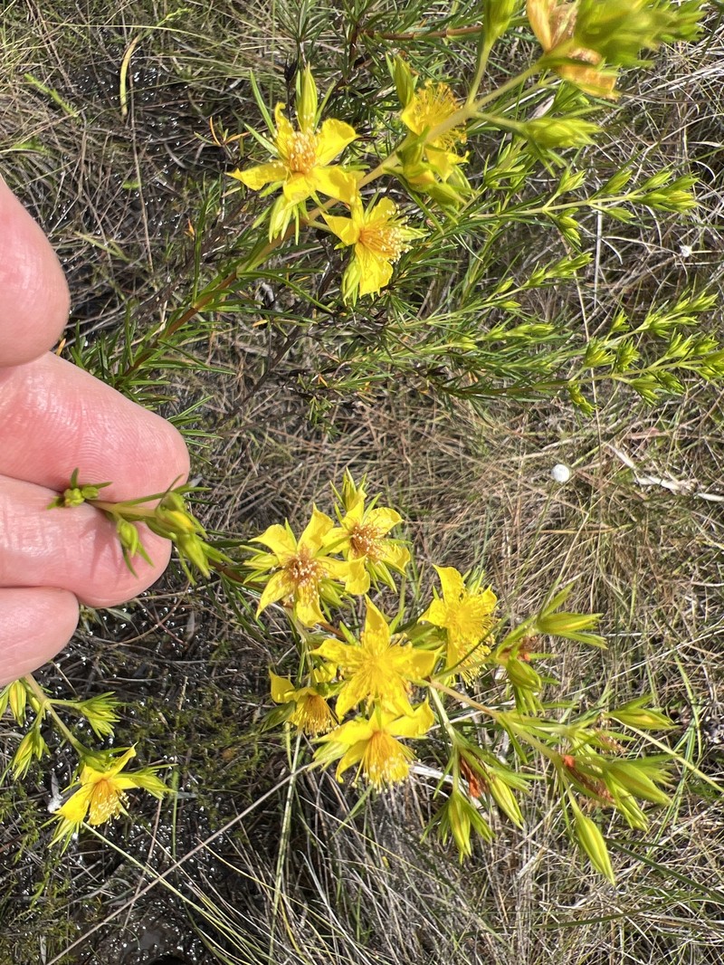 Florida Sands St. Johnswort photo 6