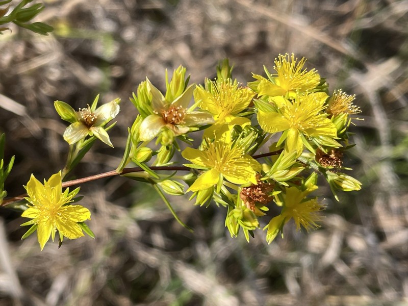 Florida Sands St. Johnswort photo 7