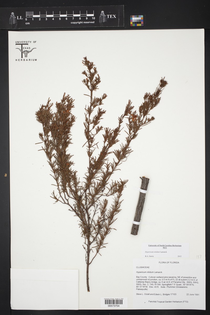 Hypericum nitidum subsp. nitidum photo 2