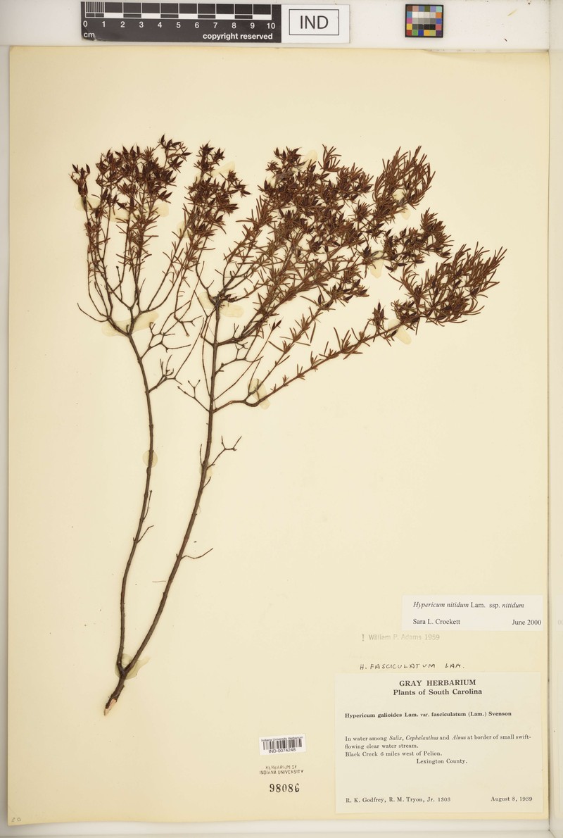 Hypericum nitidum subsp. nitidum
