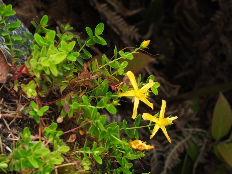 Hypericum nokoense