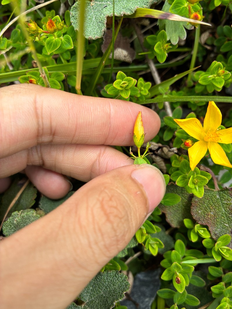 Hypericum nokoense photo 3