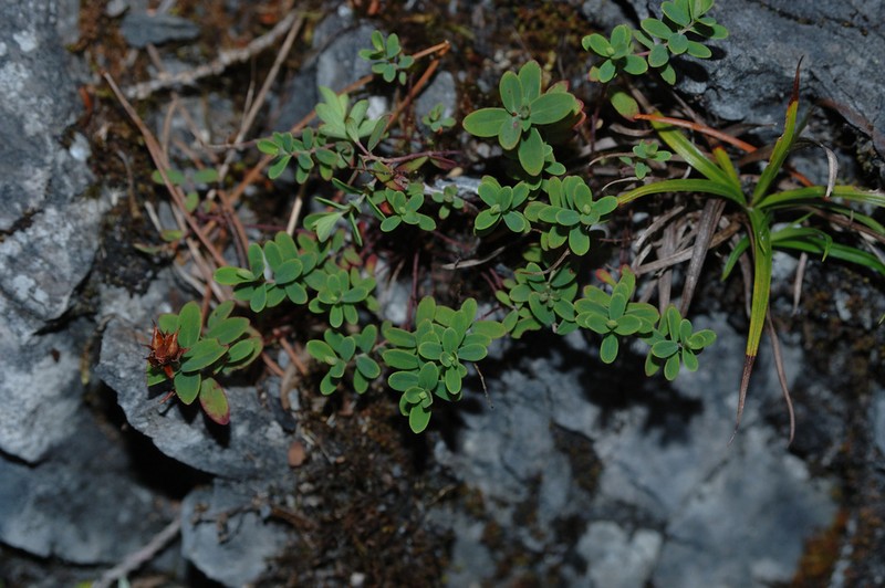Hypericum nokoense photo 4