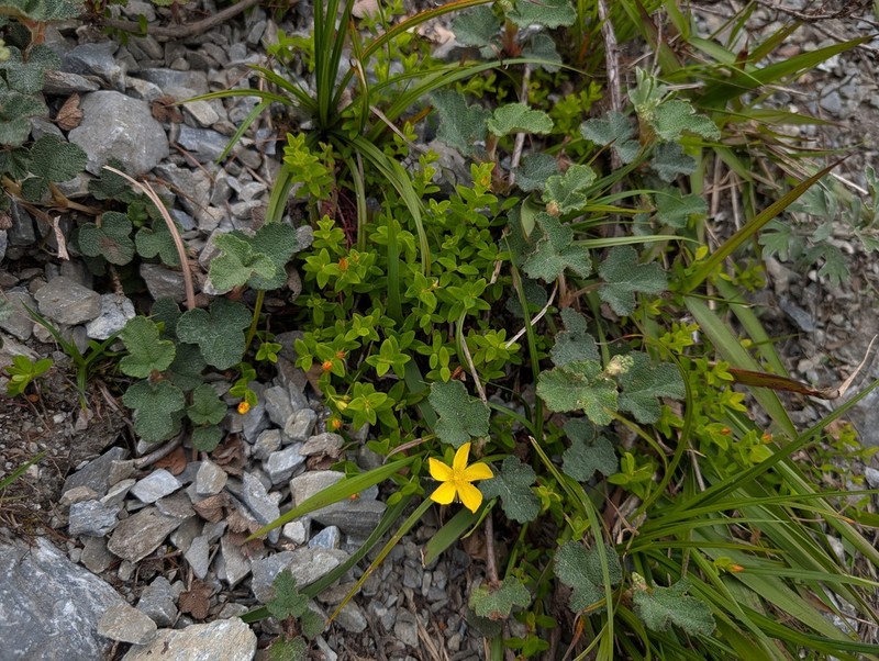 Hypericum nokoense photo 5