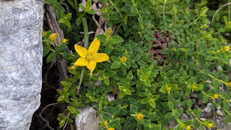 Hypericum nokoense photo 6