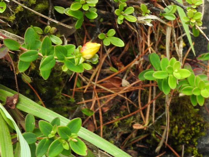 Hypericum nokoense photo 8