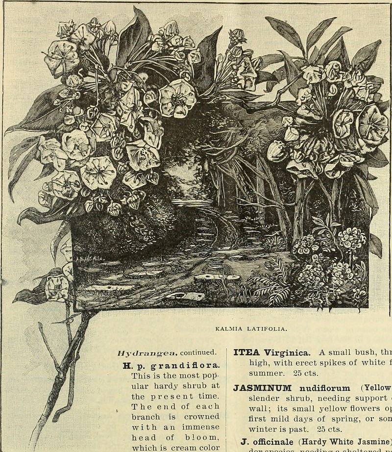 Early St. Johnswort photo 3