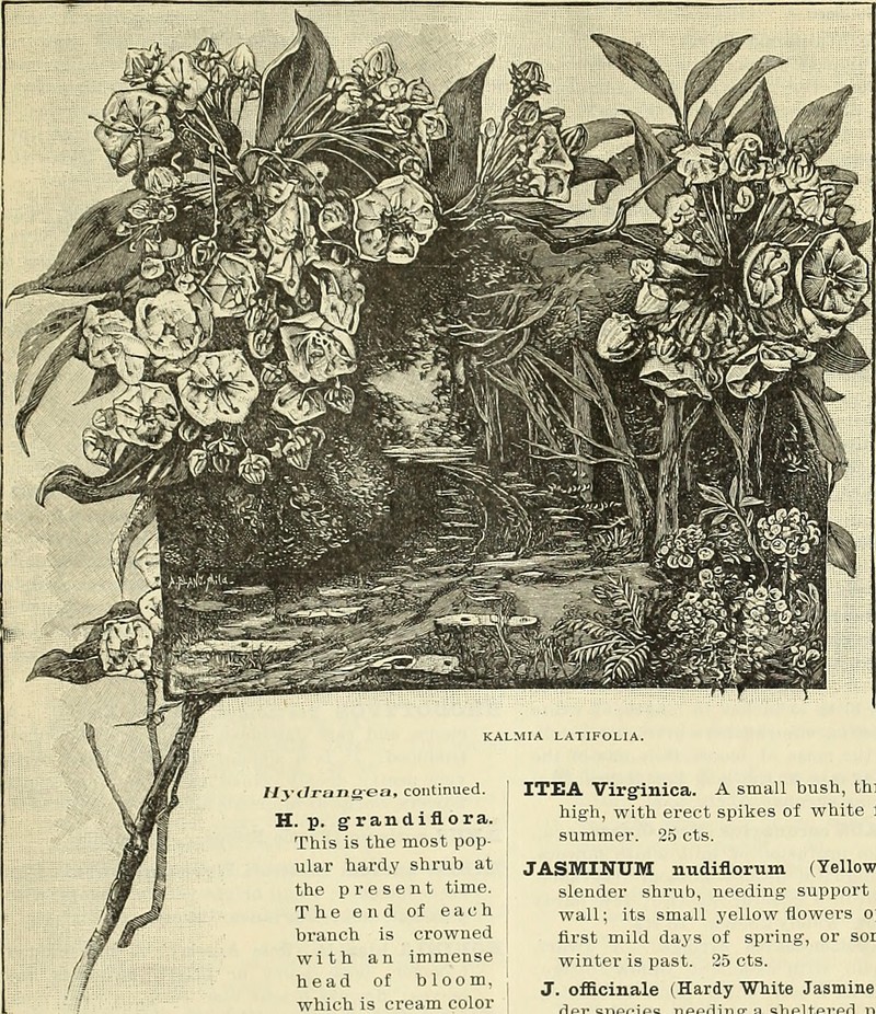 Early St. Johnswort photo 4