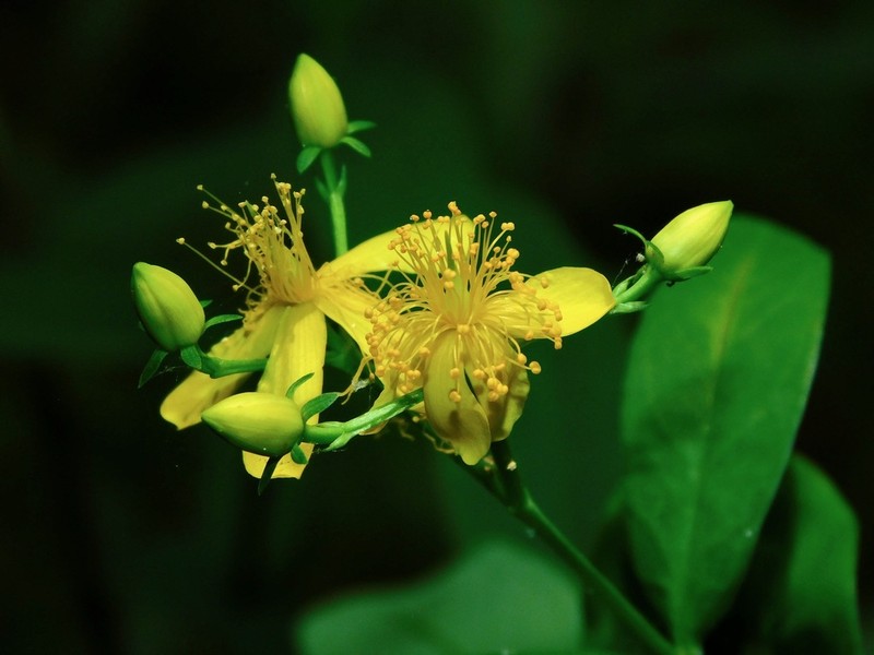 Early St. Johnswort