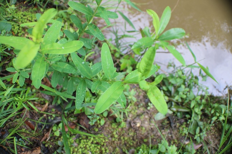 Early St. Johnswort photo 2