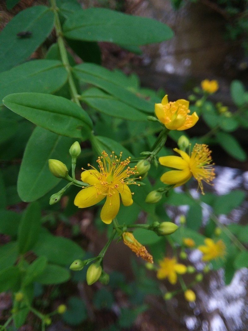 Early St. Johnswort photo 3