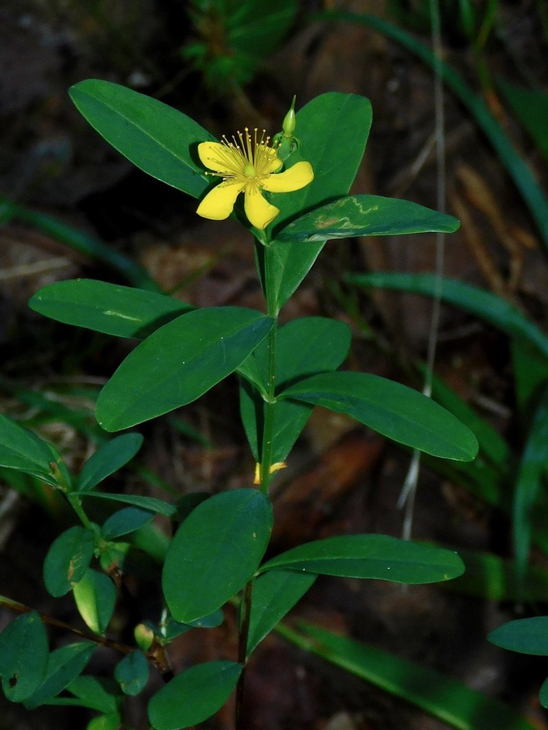 Early St. Johnswort photo 4
