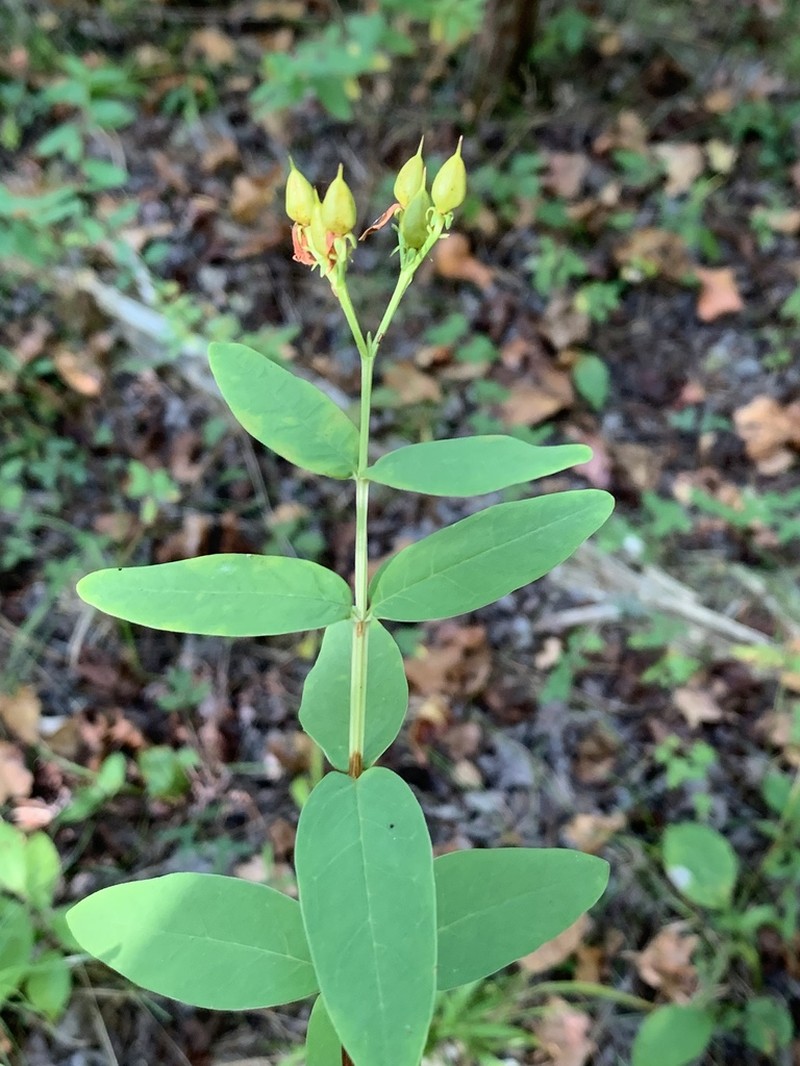 Early St. Johnswort photo 5