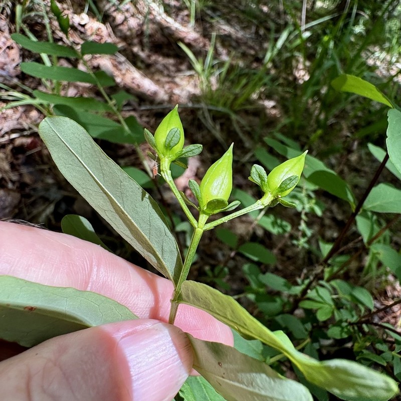 Early St. Johnswort photo 6