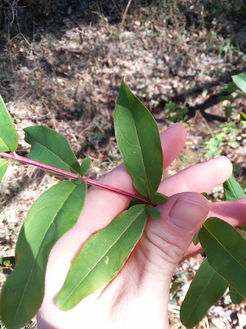 Early St. Johnswort photo 7
