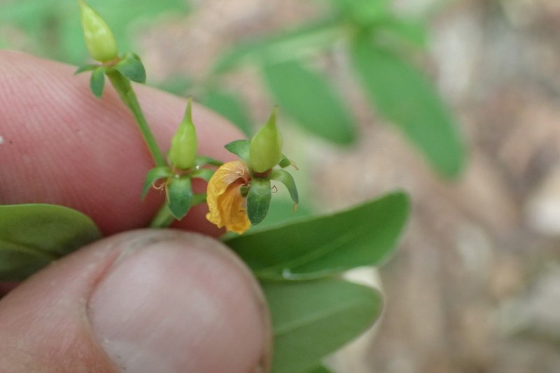 Early St. Johnswort photo 8