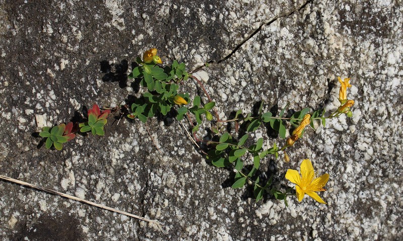 Hypericum nummularioides photo 2