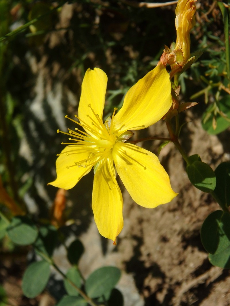 Hypericum nummularioides photo 3