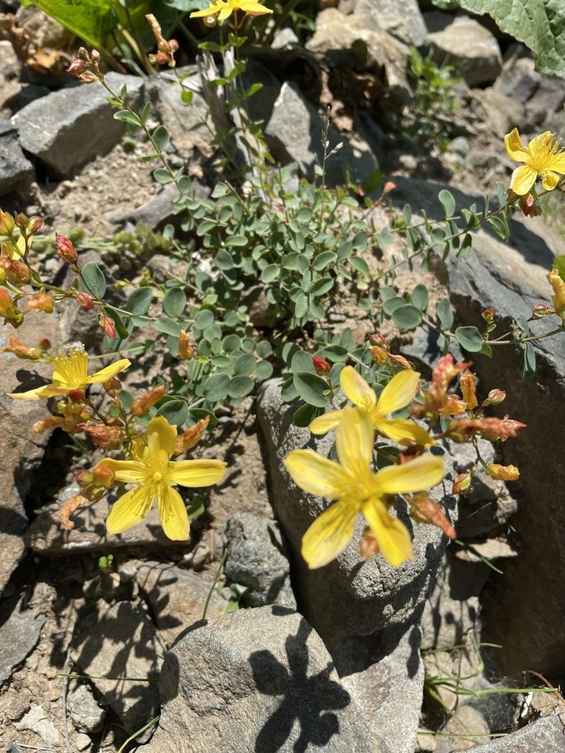 Hypericum nummularioides photo 4