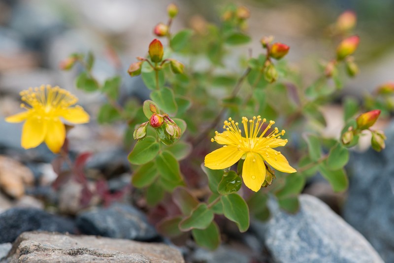 Hypericum nummularioides photo 5