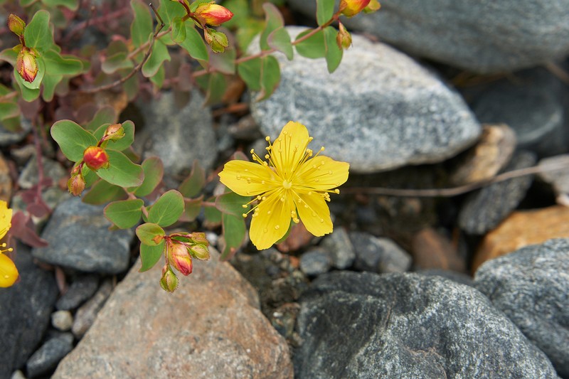 Hypericum nummularioides photo 6