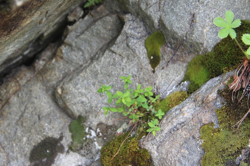 Hypericum nummularioides photo 7