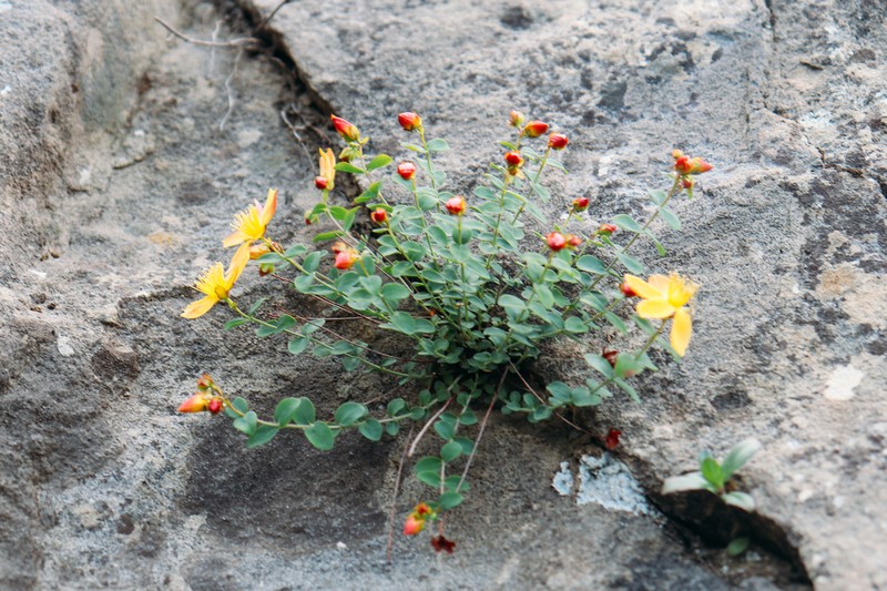 Hypericum nummularioides photo 8