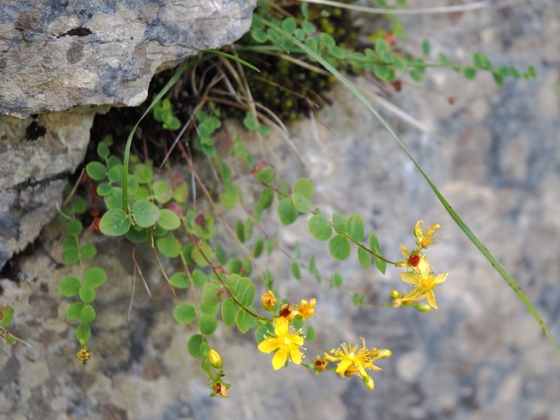 Hypericum nummularium