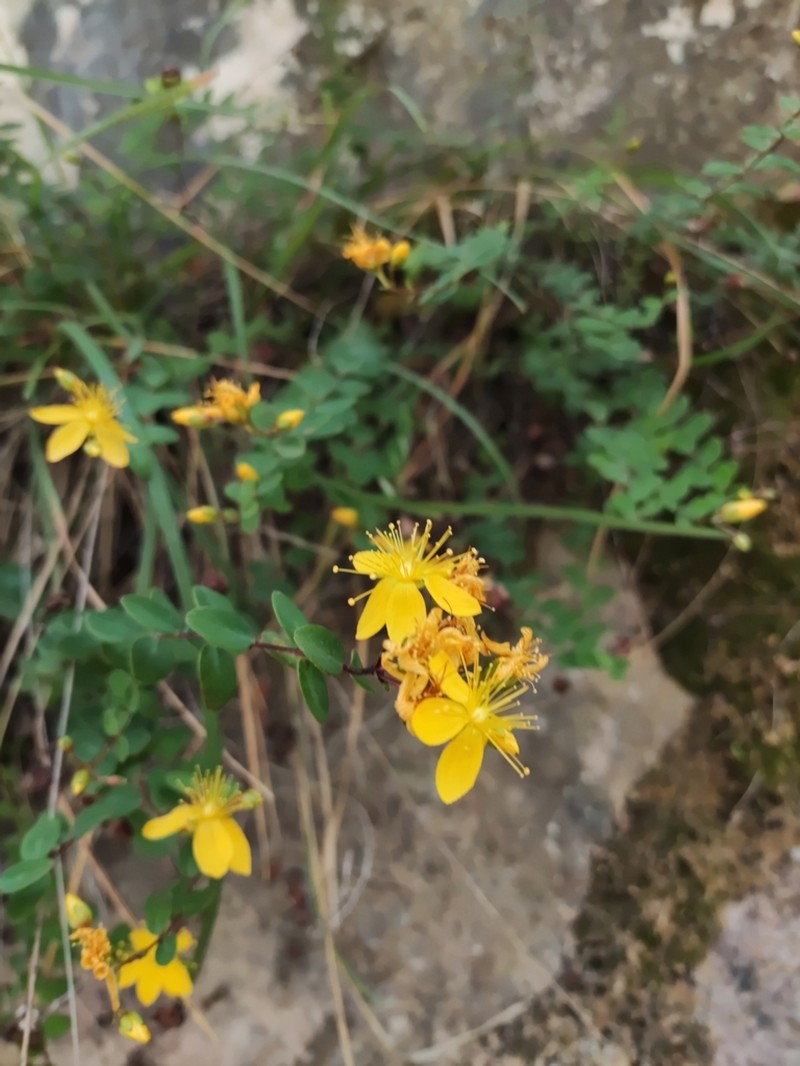 Hypericum nummularium photo 2